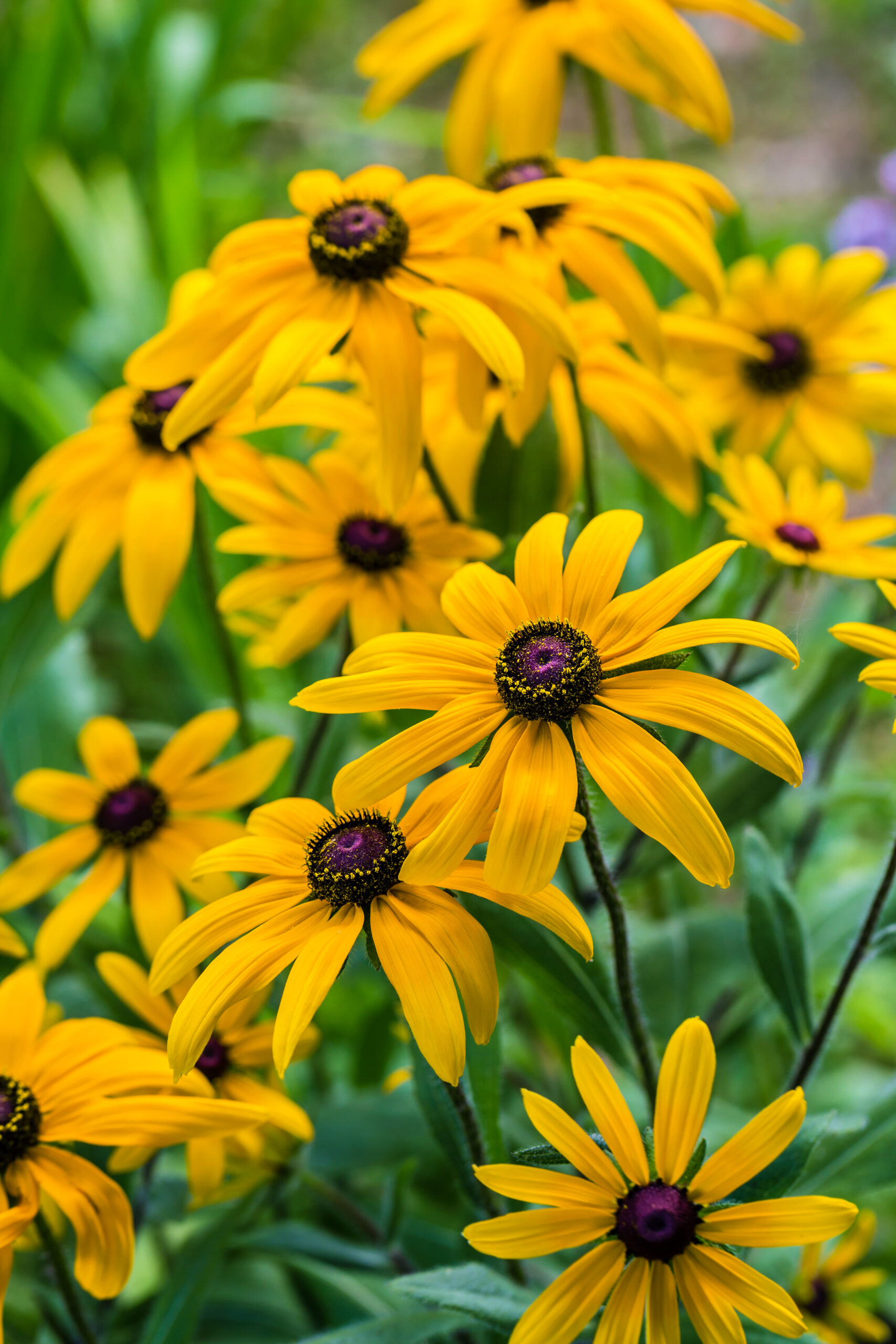 Black Eyed Susan