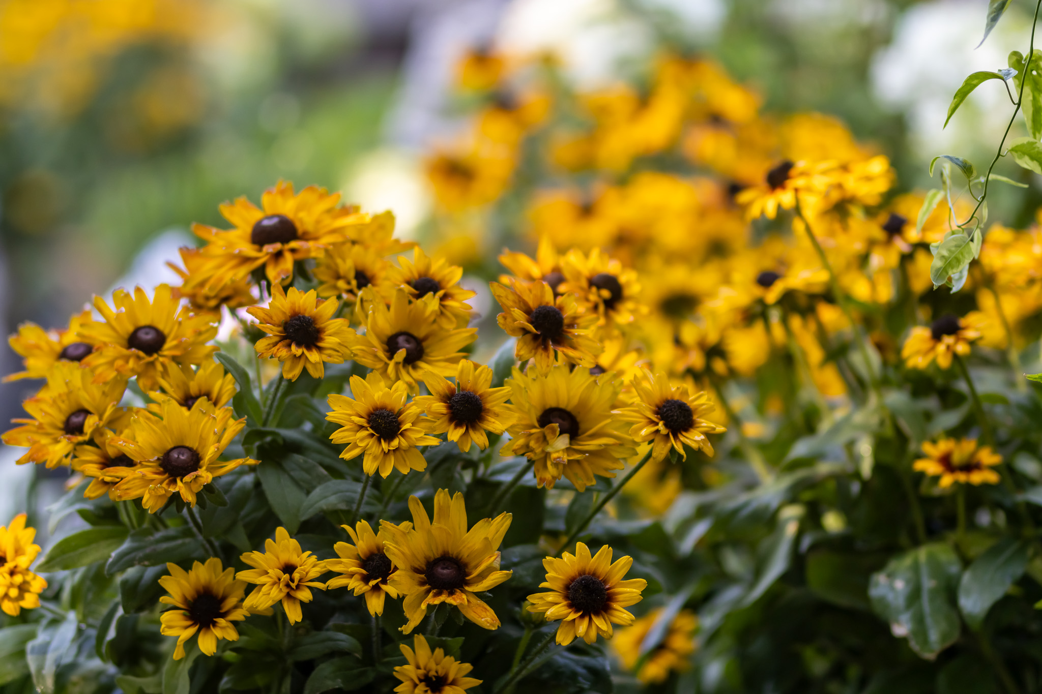 Black-eyed Susan Flowers
