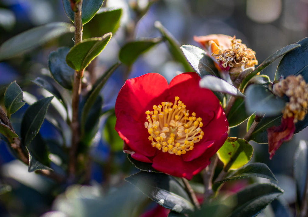 yuletide camellia