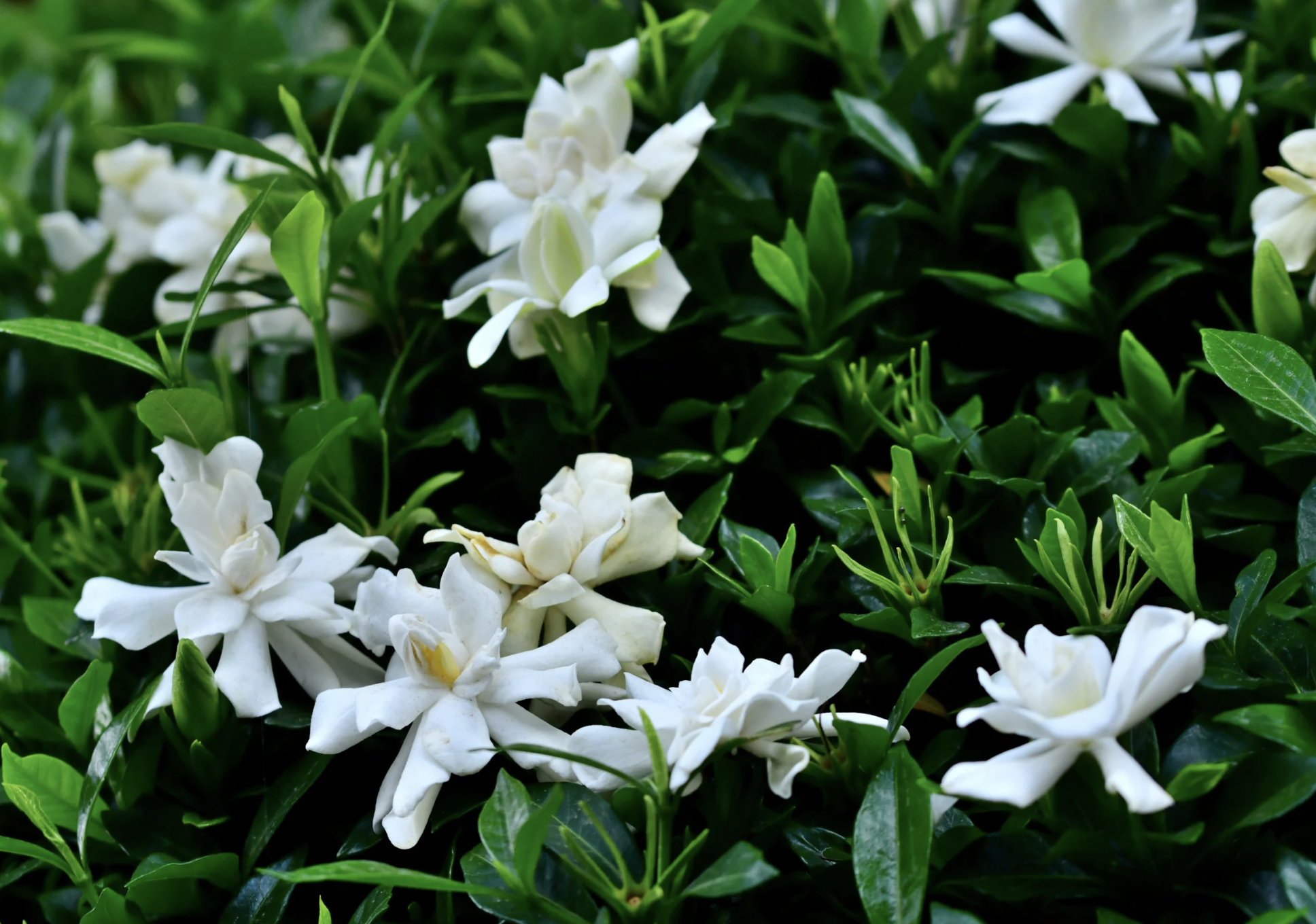 Gardenia